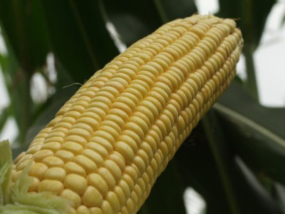 Kwalifikowany materiał siewny nasion mieszańców kukurydzy
