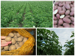 Kwalifikowany materiał siewny ziemniaka sadzeniaka 10 kg
