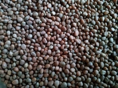 Nasiona Roślin oleistych i poplonowych Granum rzodkiew oleista 25 kg