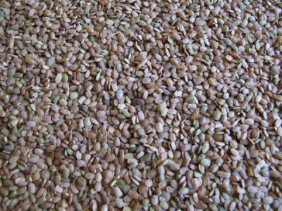 Nasiona Roślin oleistych i poplonowych Granum seradela 5 kg