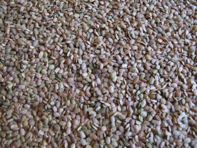 Nasiona Roślin oleistych i poplonowych Granum seradela 1 kg Nasiona Roślin oleistych i poplonowych Granum seradela 1 kg