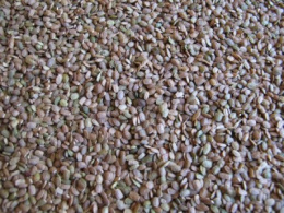 Nasiona Roślin oleistych i poplonowych Granum seradela 1 kg