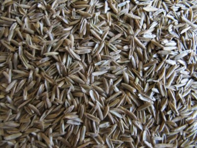 Nasiona Traw Granum Festulolium 25 kg Nasiona Traw Granum Festulolium 25 kg