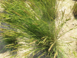 Nasiona Traw Granum kostrzewa czerwona rozłogowa 20 kg
