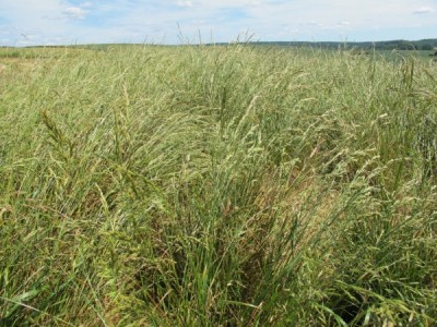 Nasiona Traw Granum kostrzewa łąkowa 25 kg