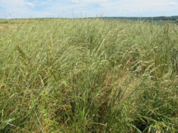 Nasiona Traw Granum kostrzewa trzcinowa pastewna 5 kg