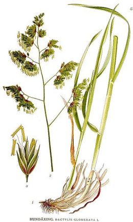 Nasiona Traw Granum kupkówka pospolita 15 kg