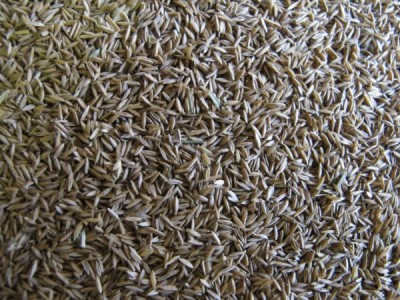 Nasiona Traw Granum wiechlina łąkowa gazonowa 25 kg