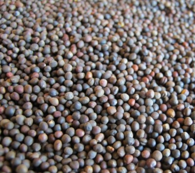 Nasiona pozostałe Granum kapusta pastewna 25 kg Nasiona pozostałe Granum kapusta pastewna 25 kg